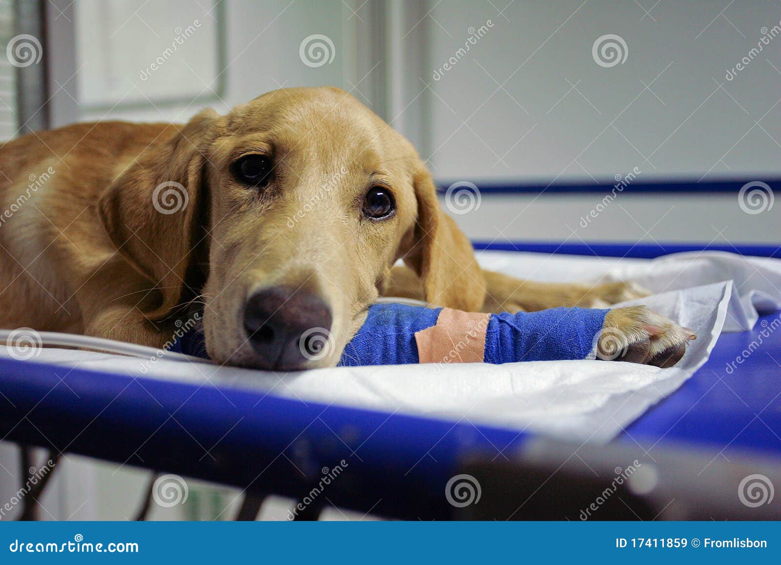 Cured dog stock image. Image of dressing, hospital, veterinary 17411859