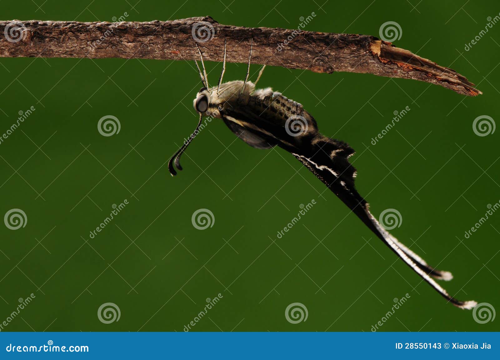 Datum Durchgehen Schwall insect met lange