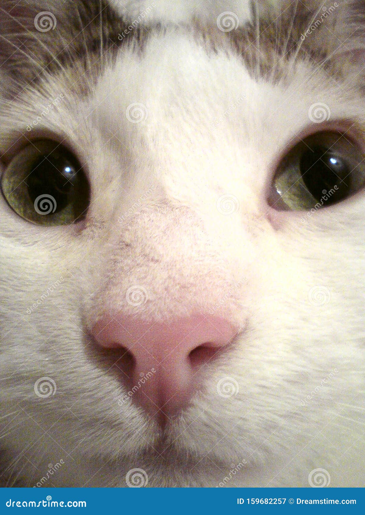 Curieux Visage De Chat Ressemblant A Un Cochon De Guinee Incroyable Image Stock Image Du Favoris Curieux
