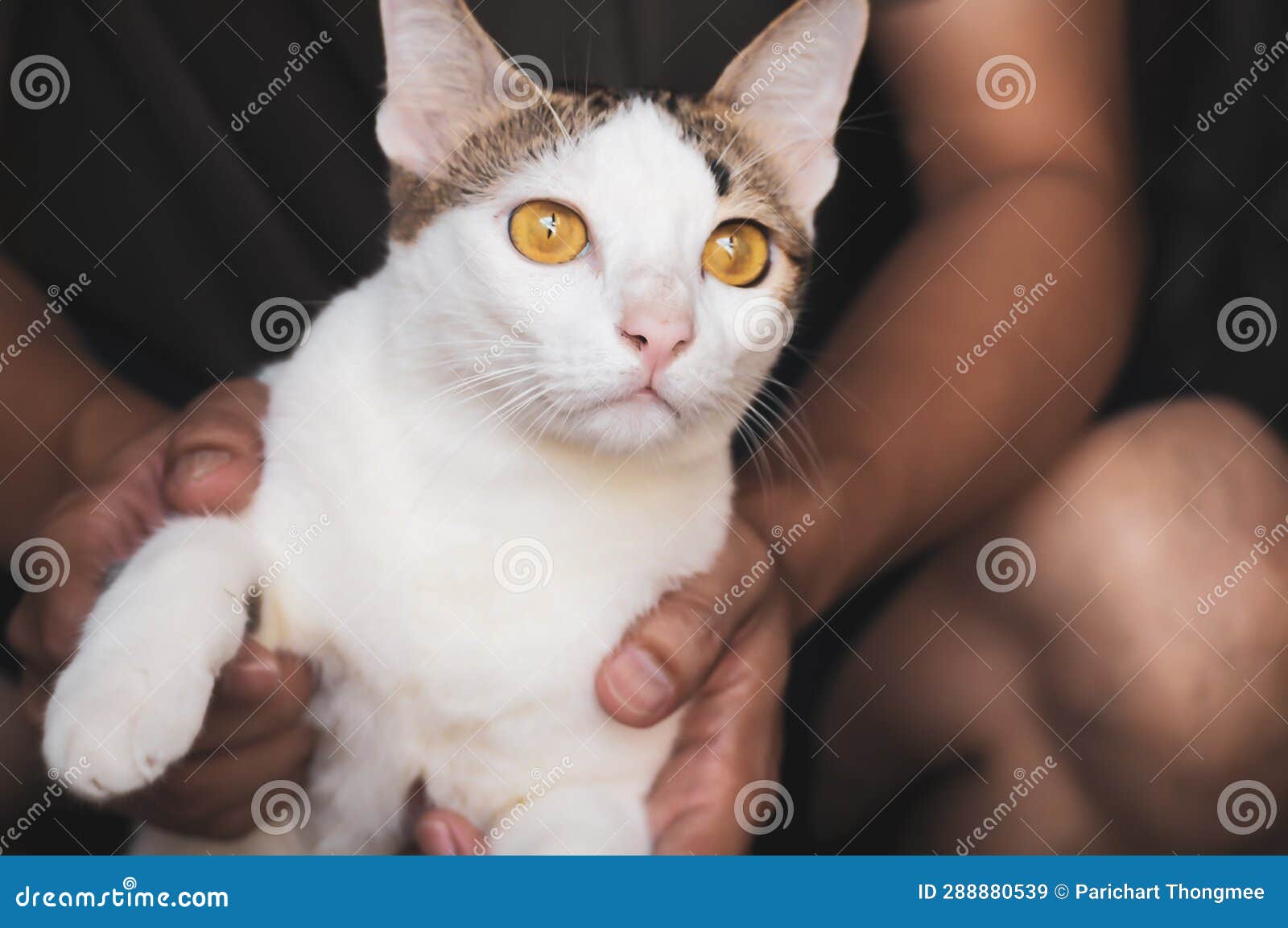 Curiosity Awakened Hand Holding Playful Black And White Cat On Two