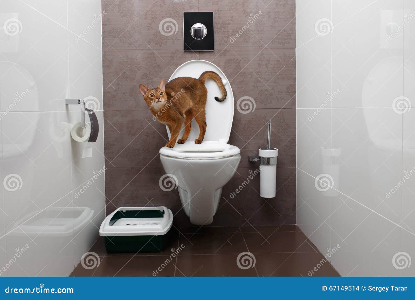 Curious Abyssinian Cat Uses Toilet Bowl Stock Photo Image of