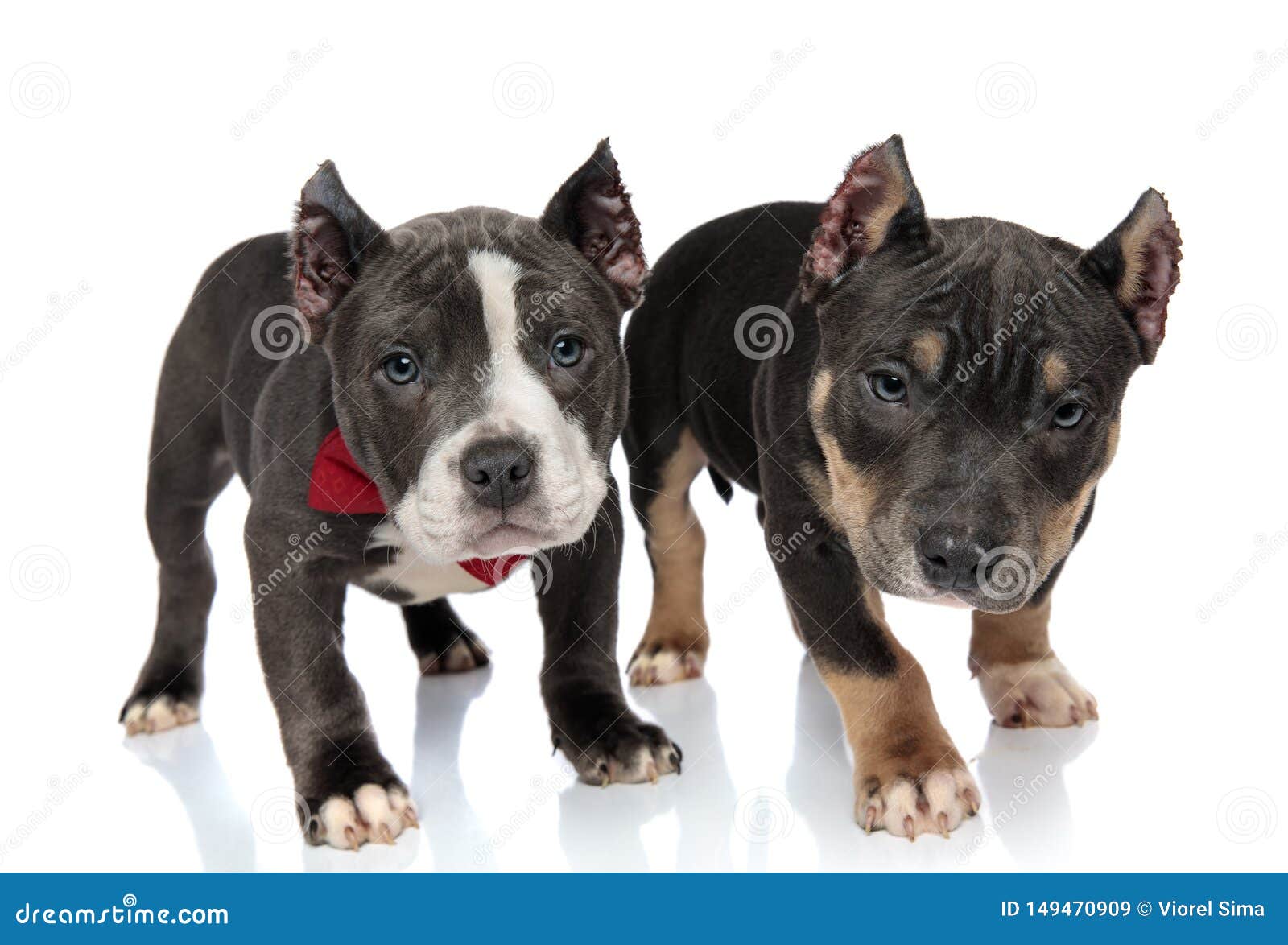 free bully puppies