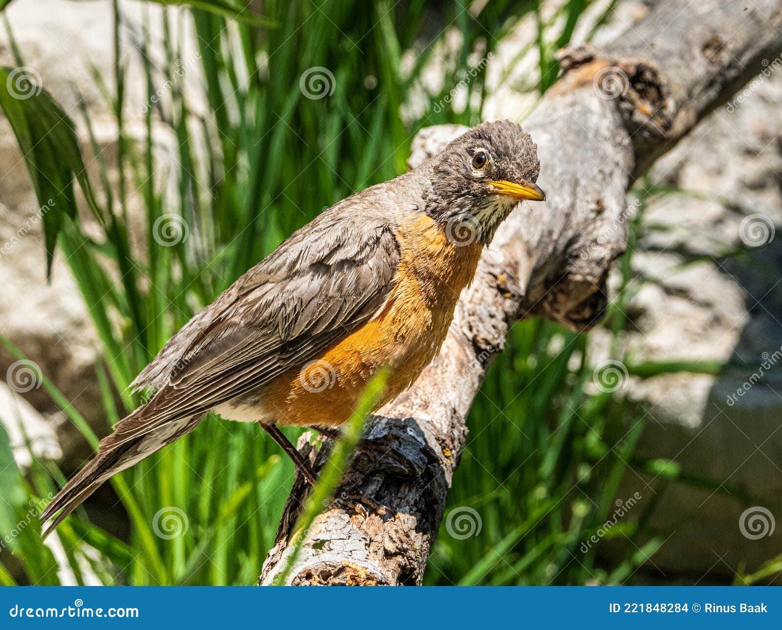 curious american robin