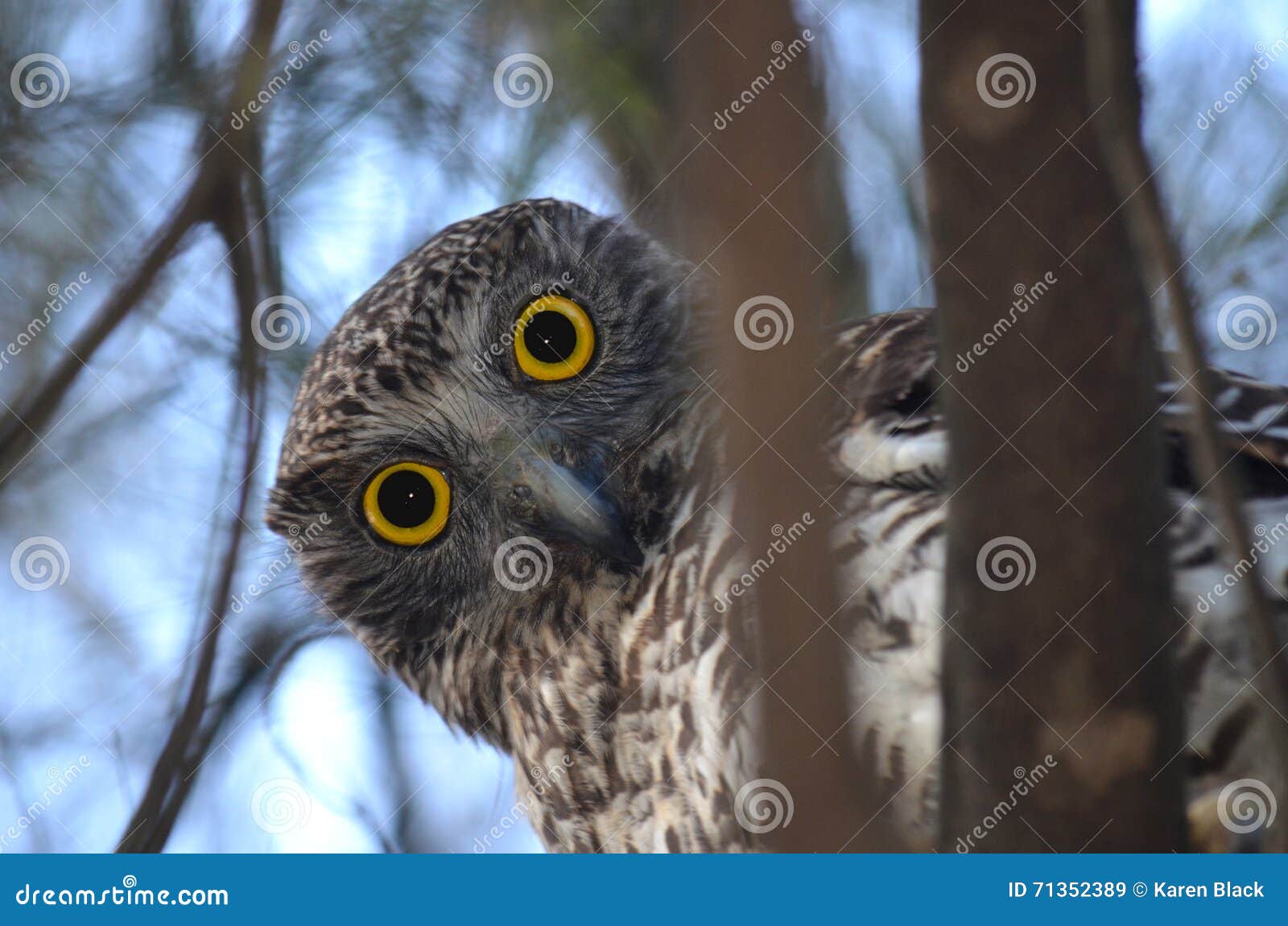 curious australian powerful owl