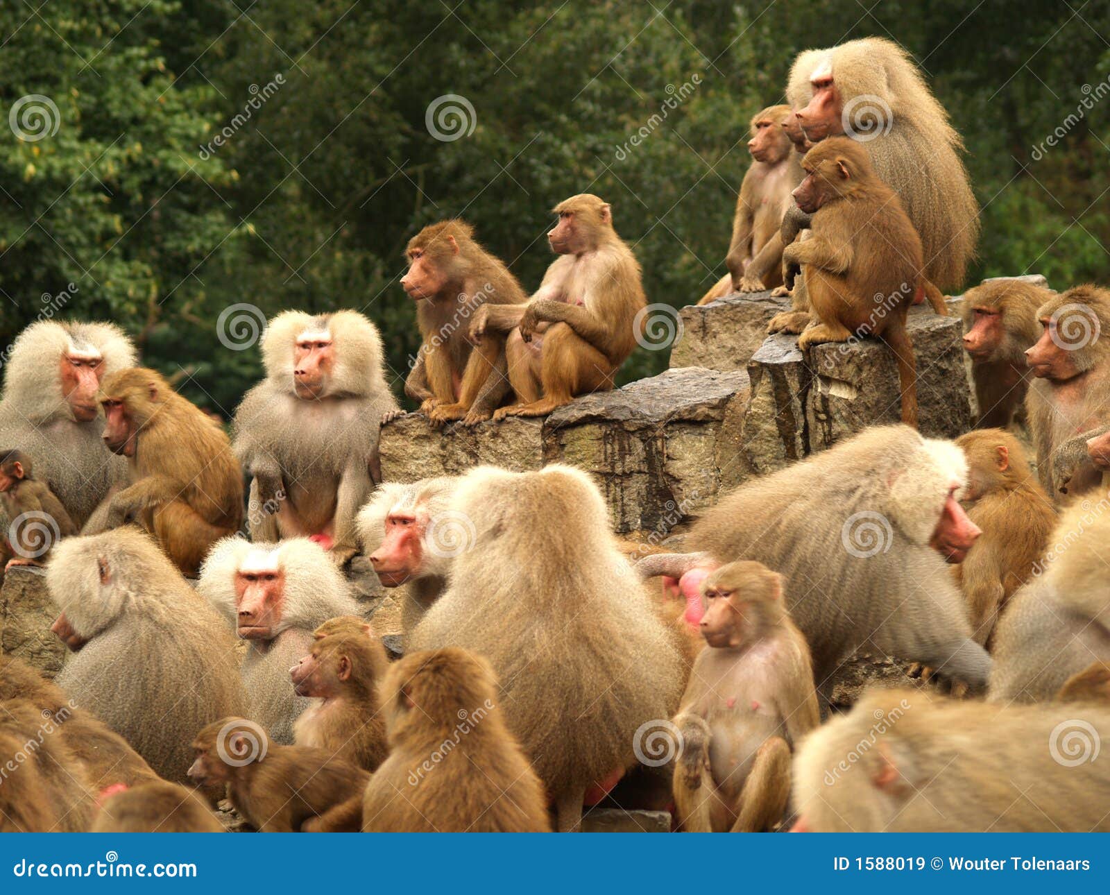 Ugly Monkey Photos \u0026 Images (Updated October 2026), image size:1600x1290