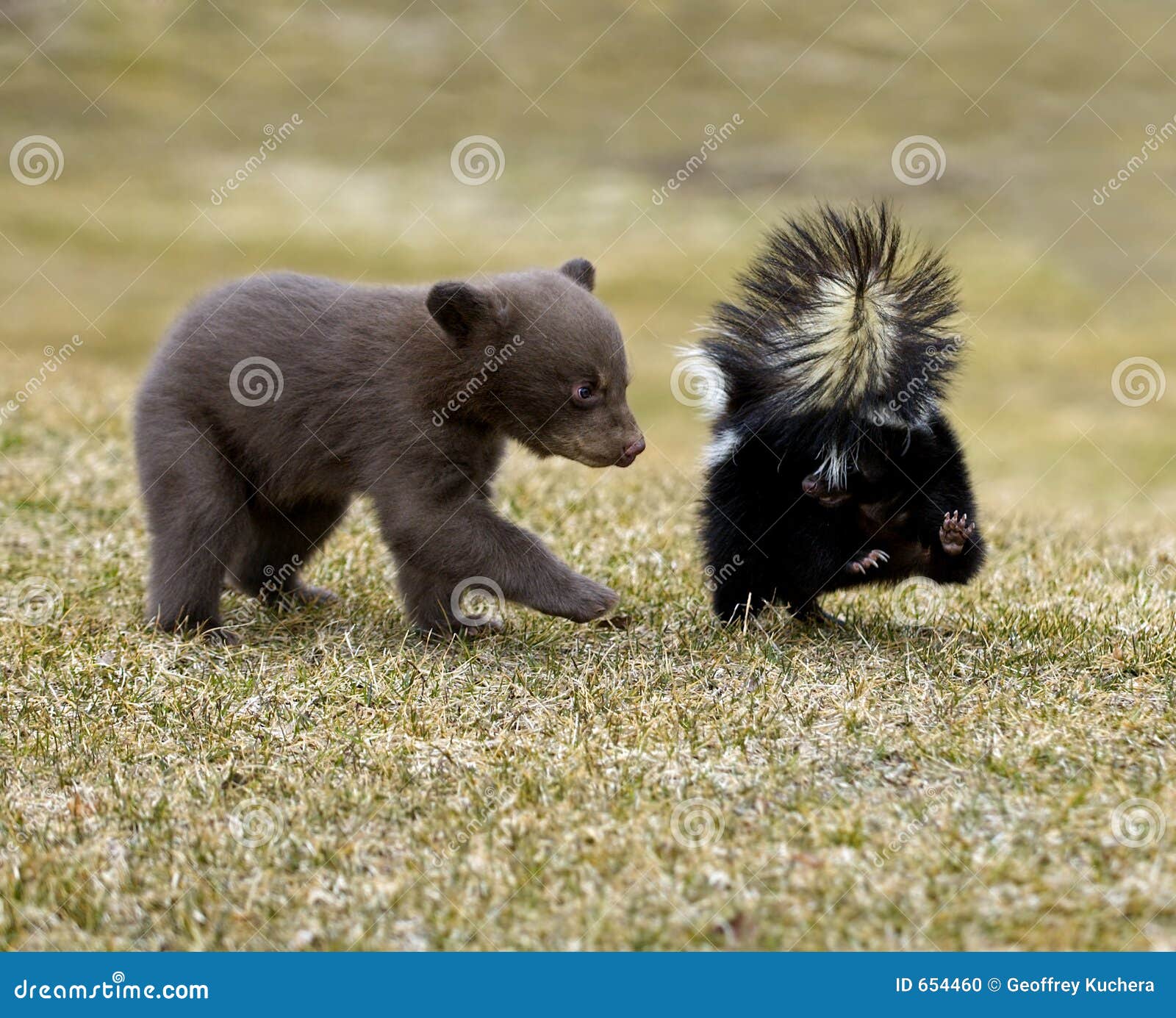 curious black bear (ursus americanus) and striped skunk