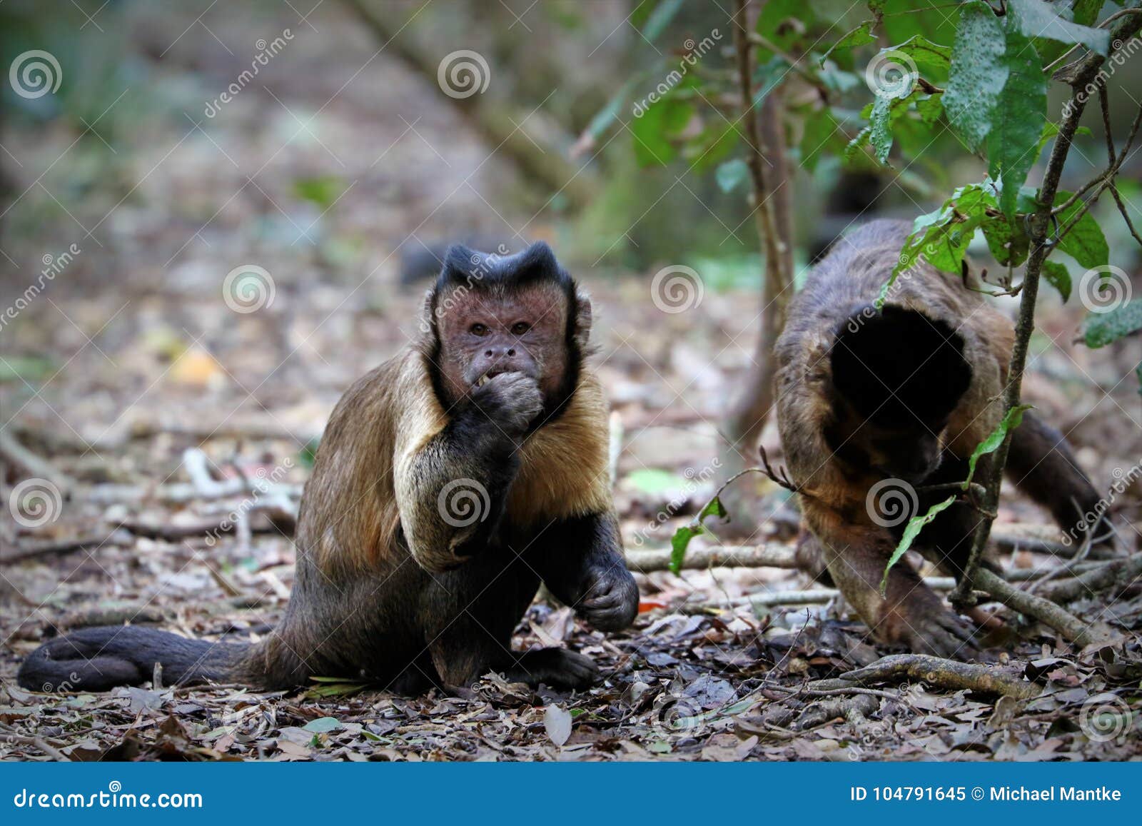 Black Capuchin Monkeys in South Africa Stock Image Image of female, hairstyle 104791645
