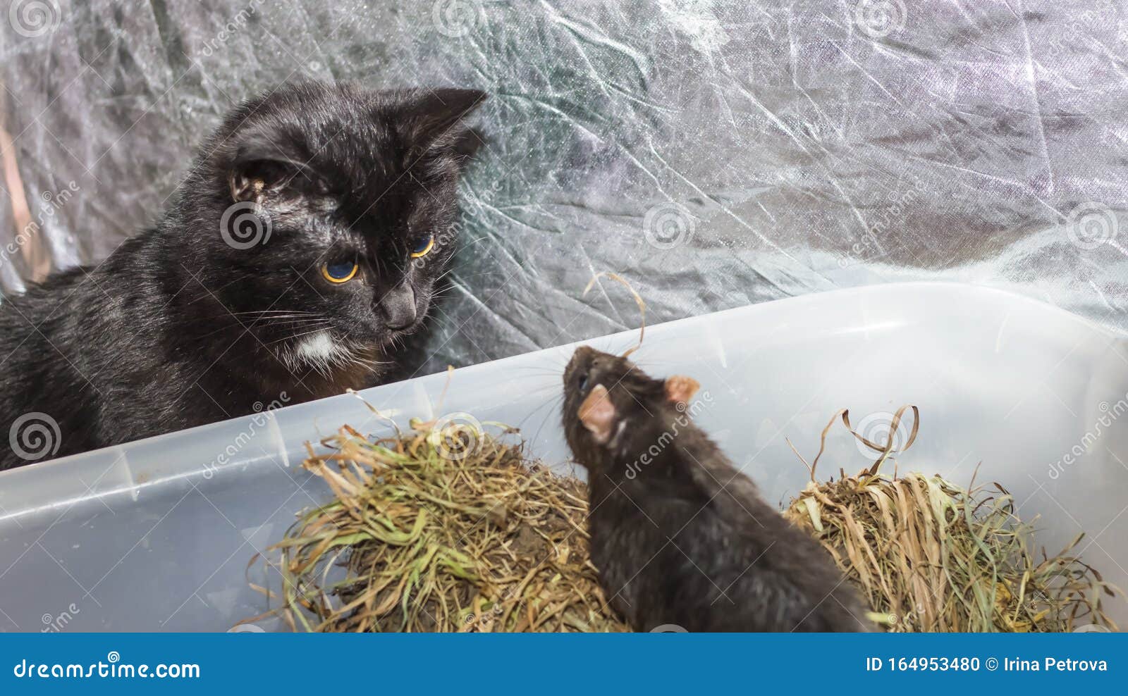 A Curious Black Cat Peeks into the Cage of a Gray Rat and Confronts it