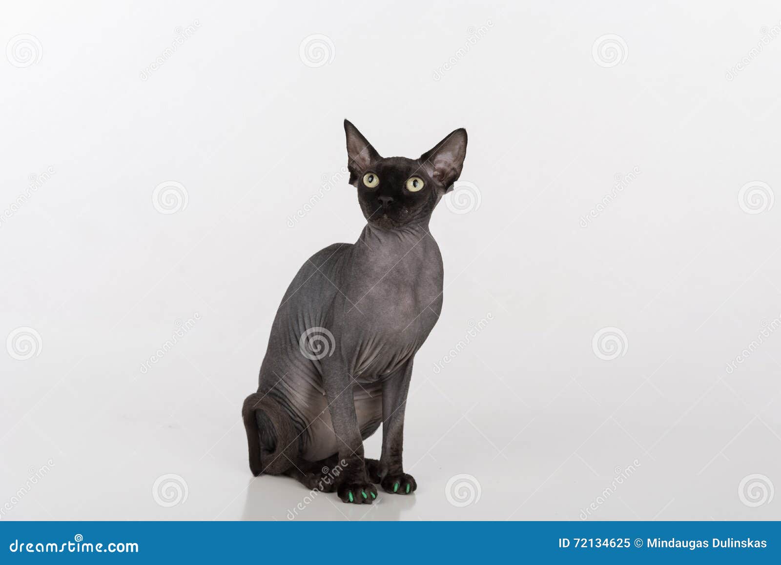 Curious Black Sphynx Cat With Green Nails Isolated On White Background Looking Up Stock Image Image Of Eating Feline 72134625