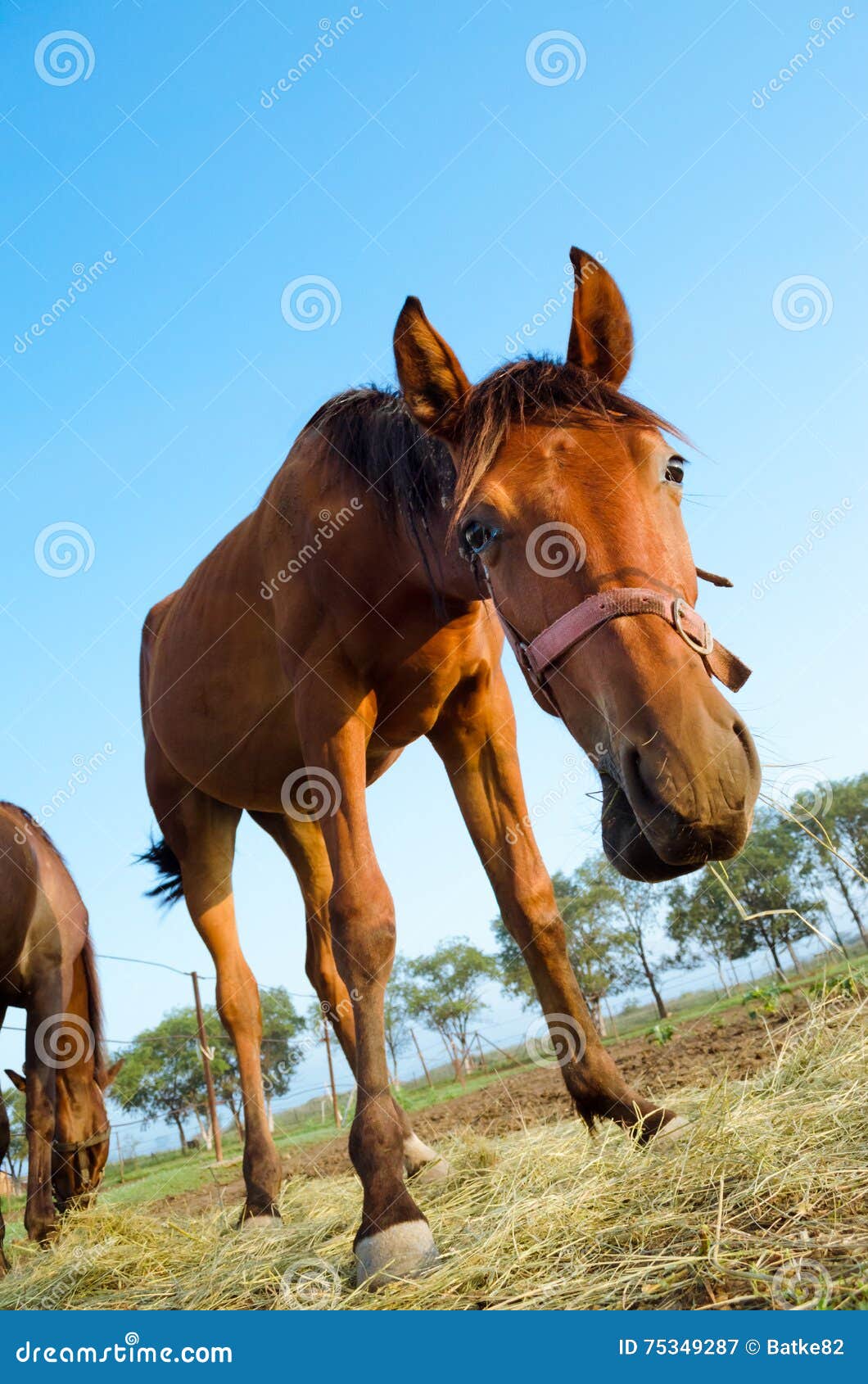 Curious Brown Horse Low Angle Stock Image Image Of Outdoor