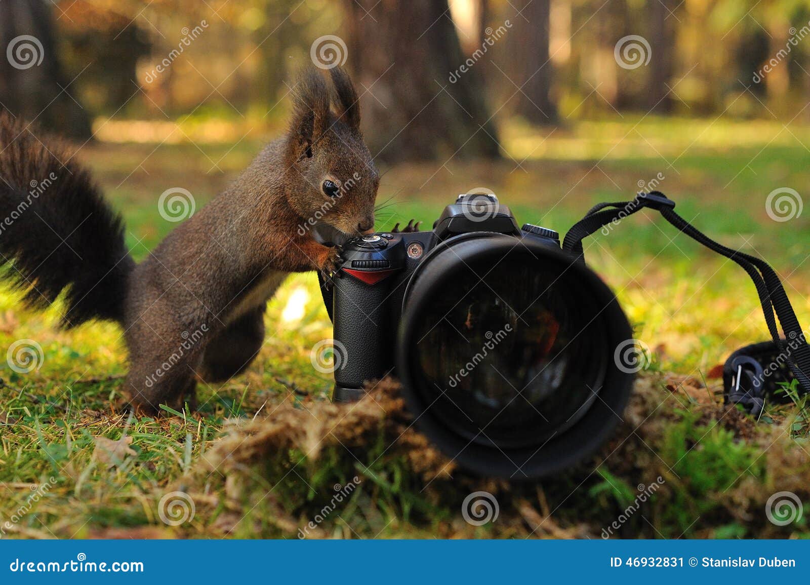 curious brown squirrel with camera