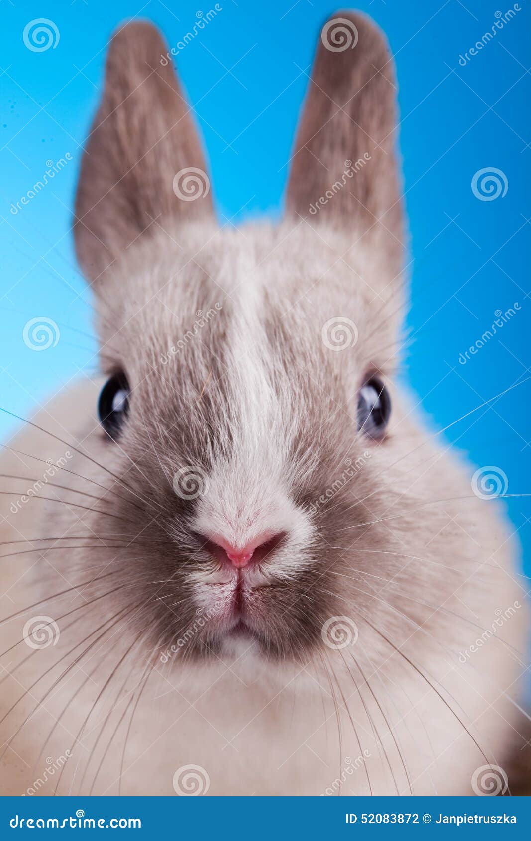 Curious Bunny, Springtime Colorful Bright Theme Stock Photo - Image of