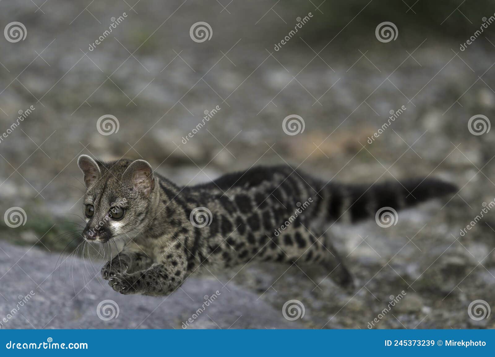 Cape Genet Stock Photos - Free & Royalty-Free Stock Photos Cape Genet Stock Photos - Free & Royalty-Free Stock Photos