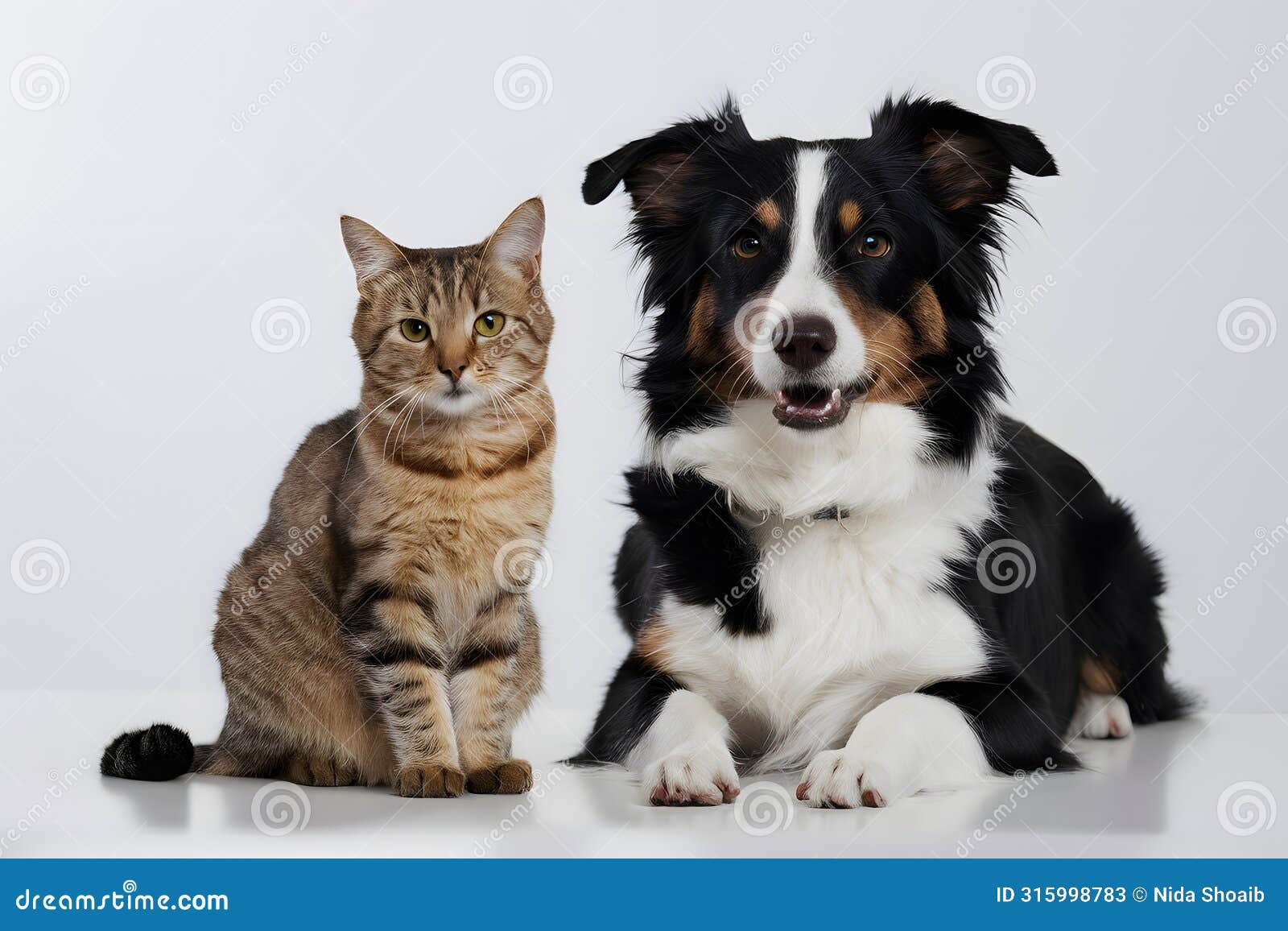 curious cat and border collie dog pose together, exuding charm and friendliness