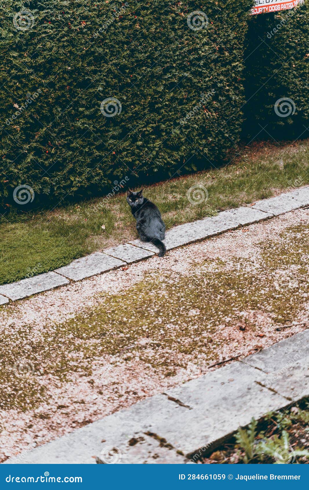 A black cat in the garden stock image. Image of capital - 284661059