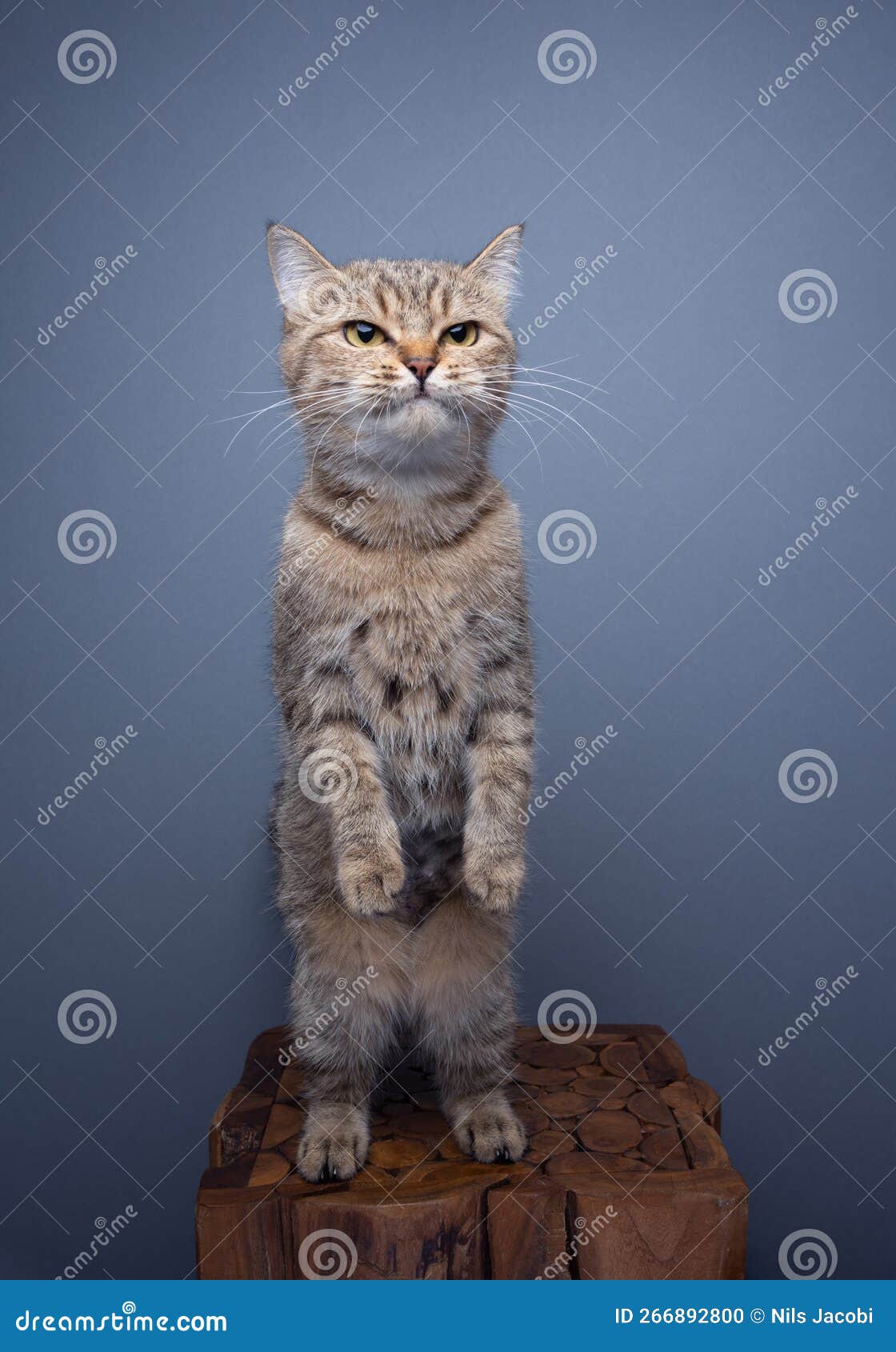 Curious Cat Standing Up on Hind Legs Looking Funny Stock Photo Image