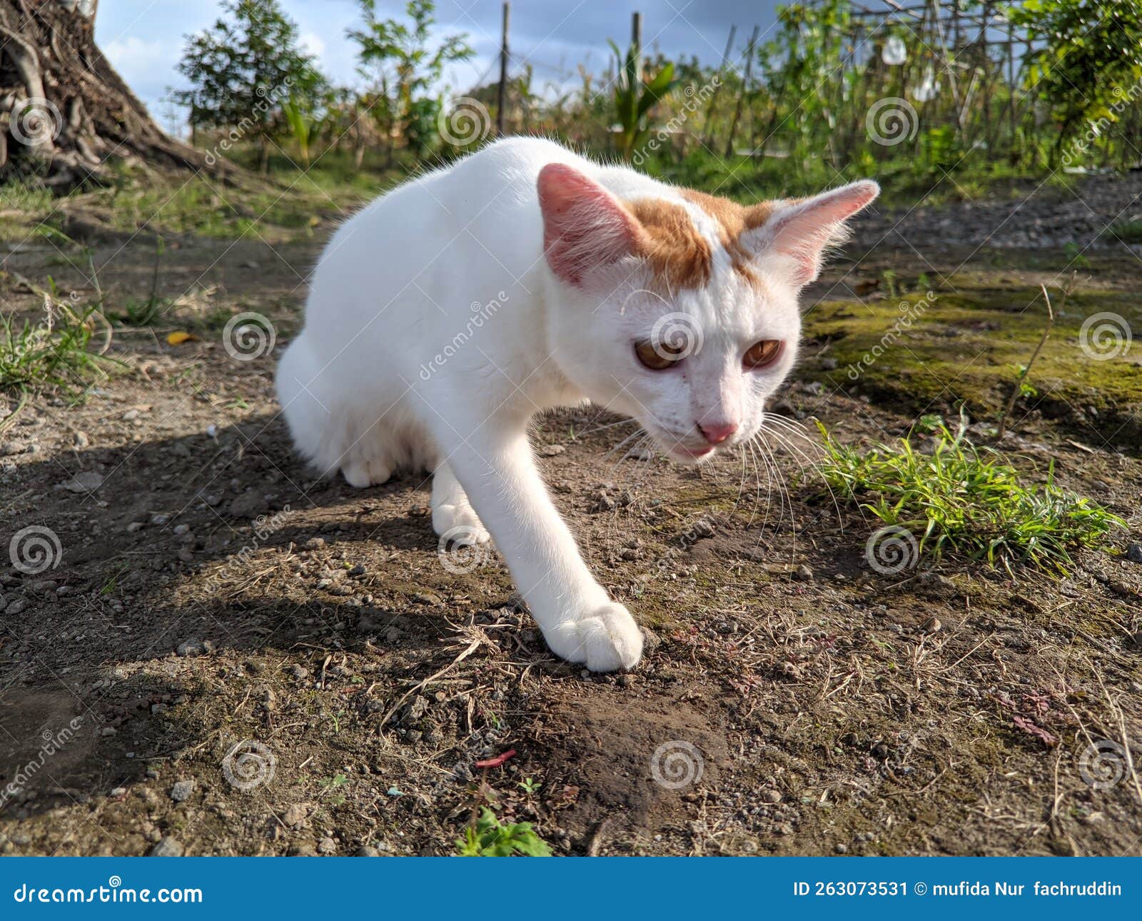 Curious cats in the yard stock image. Image of plant 263073531