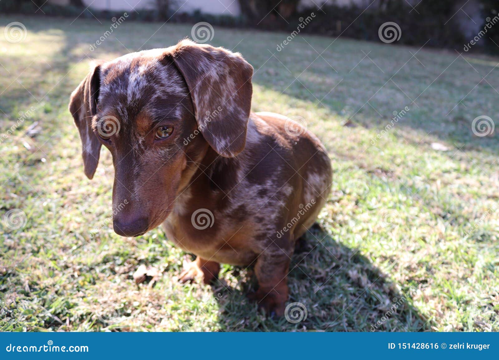 Curious Chocolate Dapple Dachshund Stock Photo Image of cute