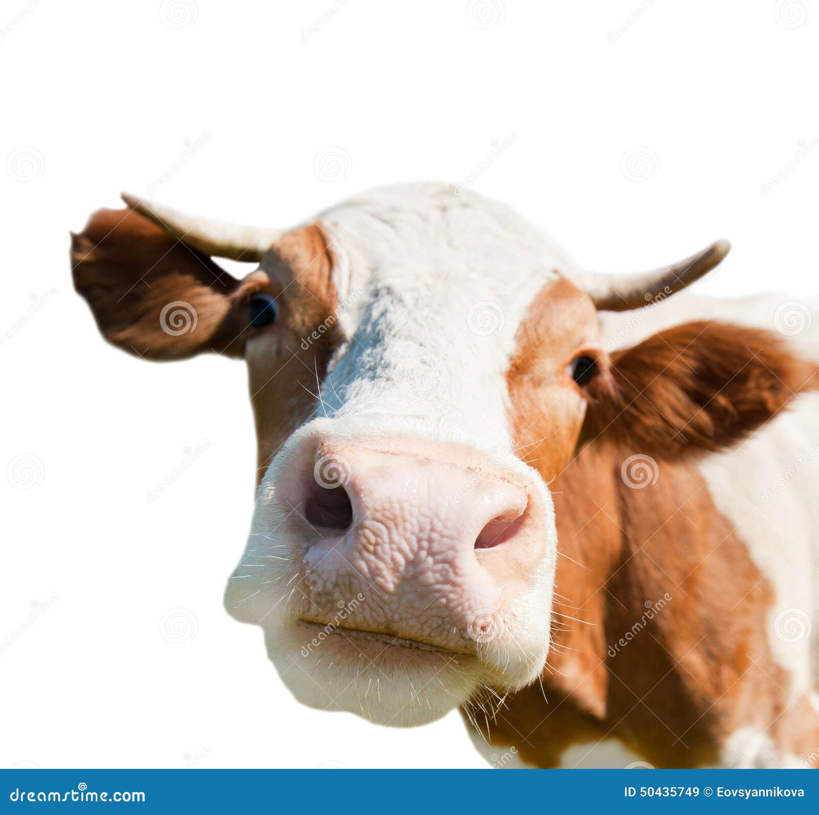 curious cow,  on white background
