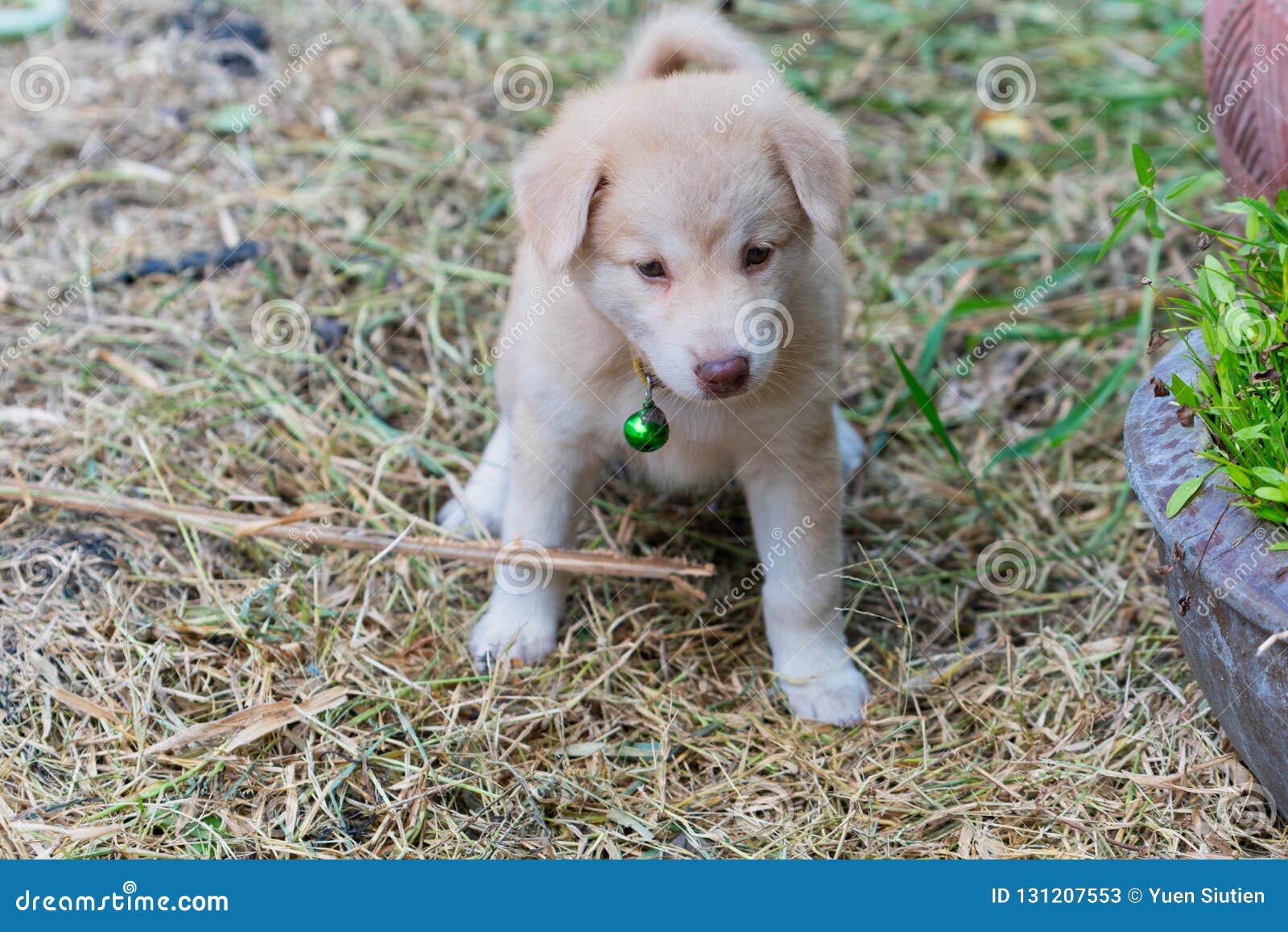 golden spitz mix