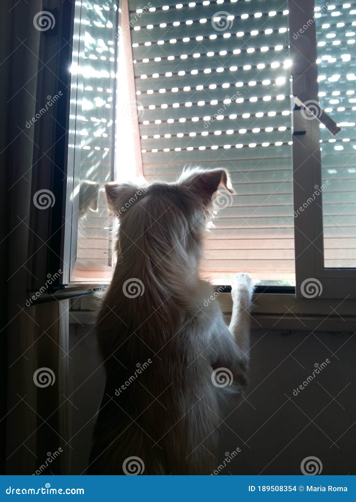 Curious Dog Looking Out the Window Stock Photo Image of ears, cute