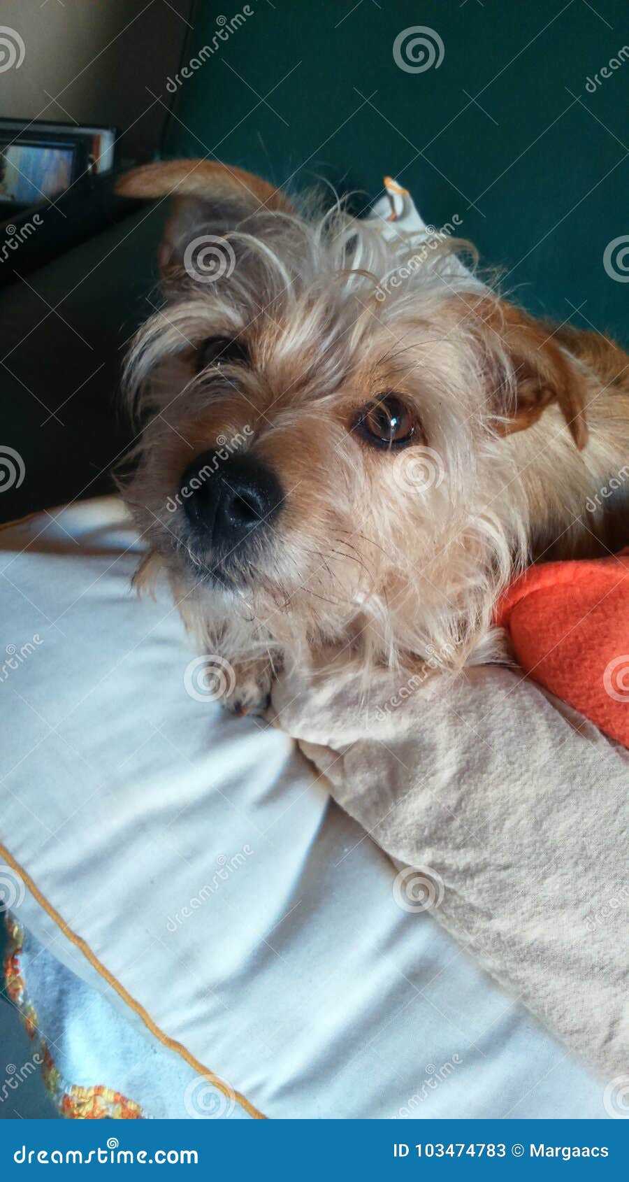 Dog sniffing stock image. Image of sniffing, kennel 103474783