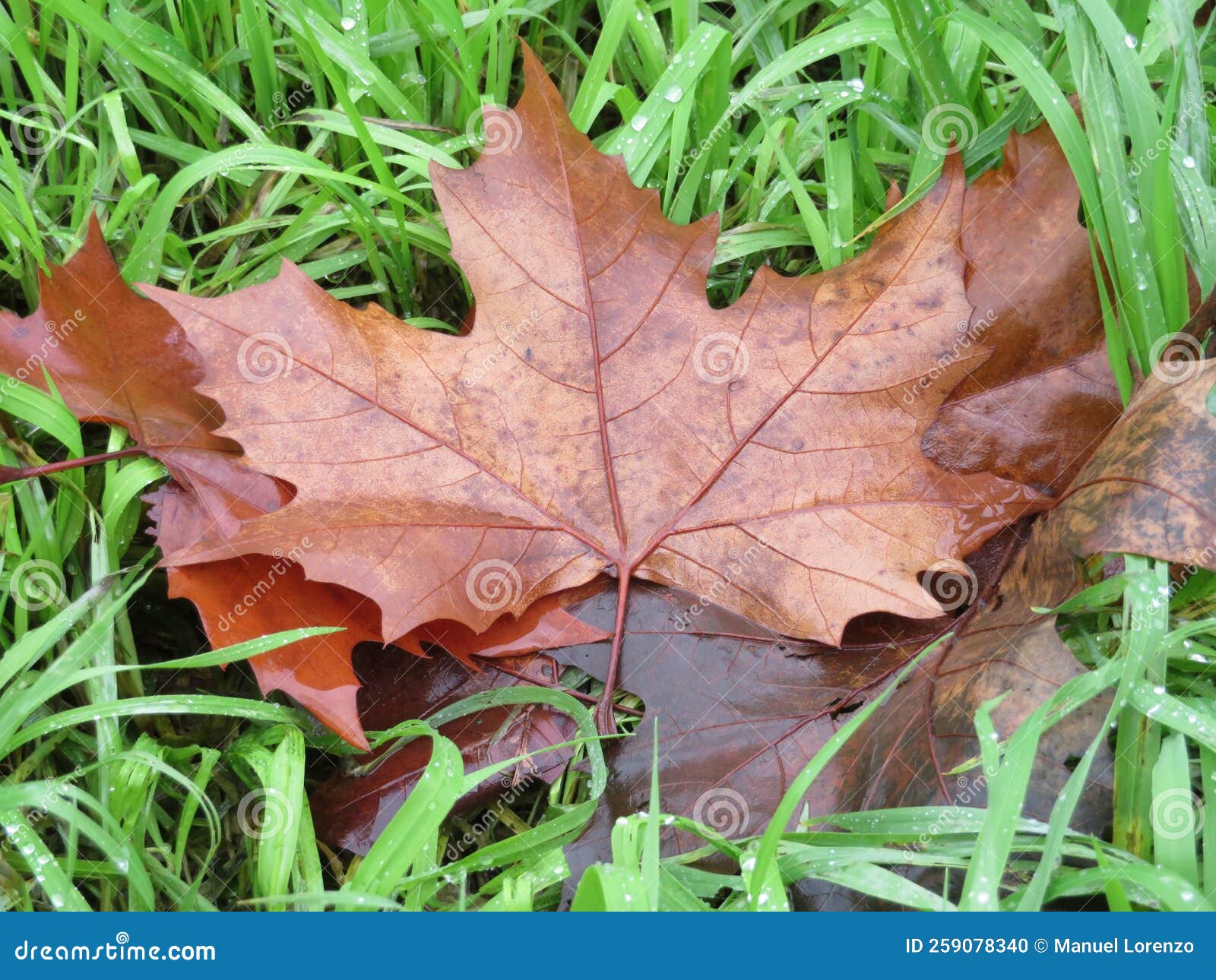 curious dried leaves fallen from the tree end autumn period cycle