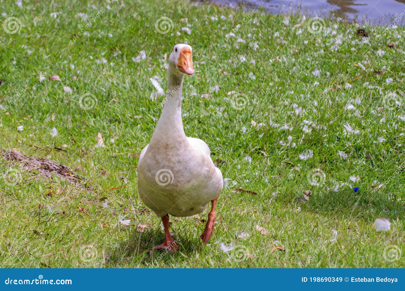 a curious duck