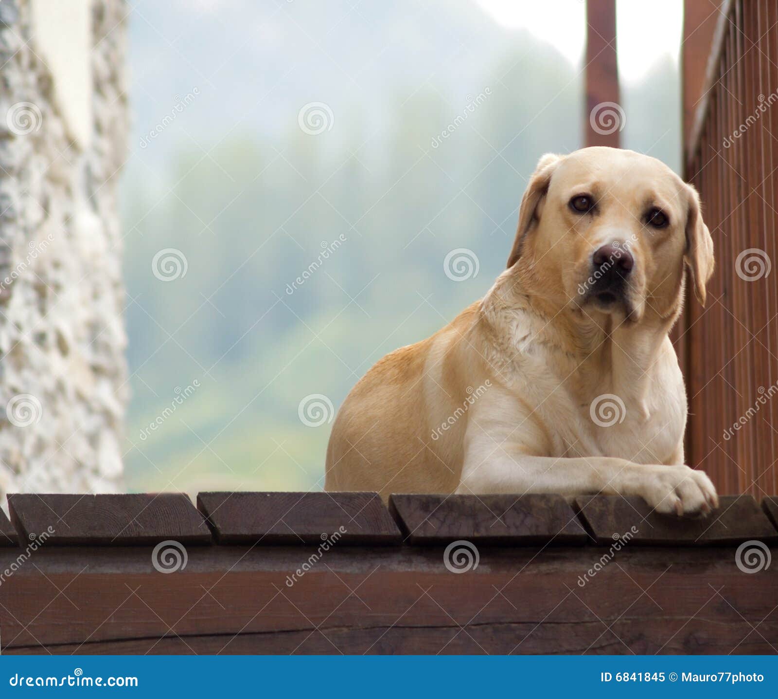 curious faithful labrador