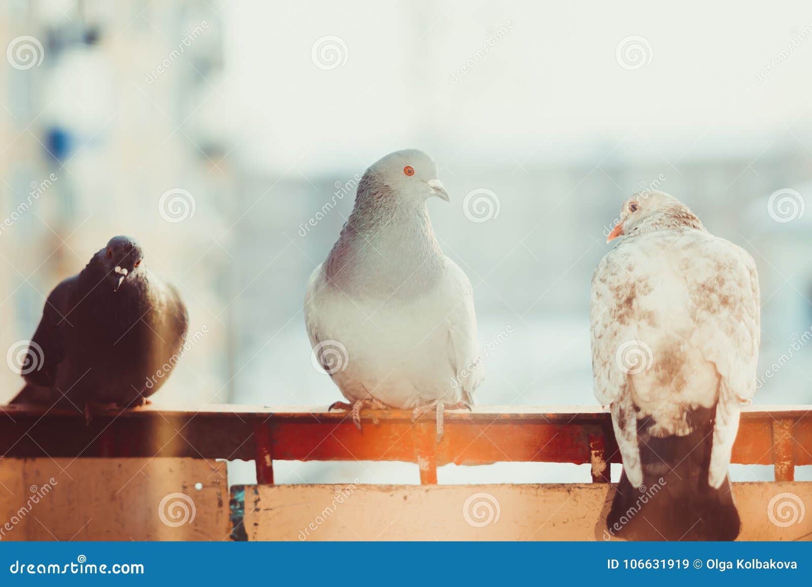 Pigeons on the window stock image. Image of eyes, freedom 106631919
