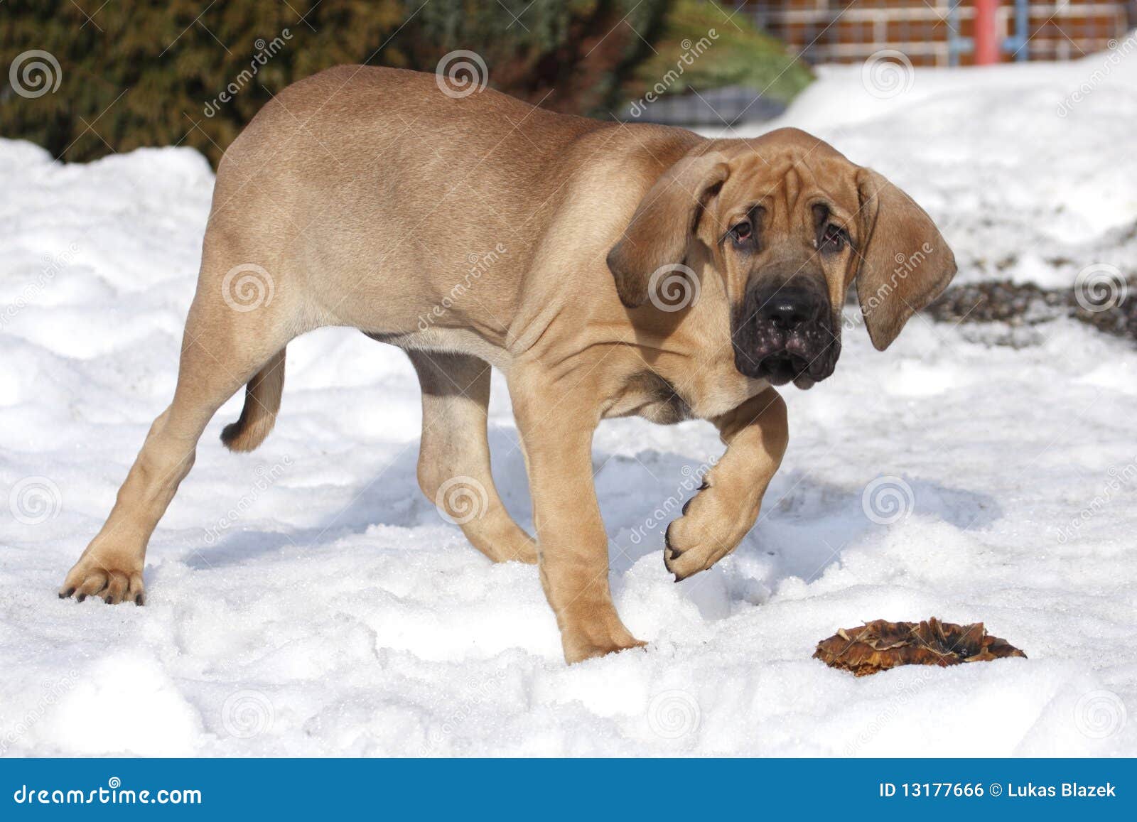 Curious Fila Brasileiro Puppy Stock Photo - Image of puppy