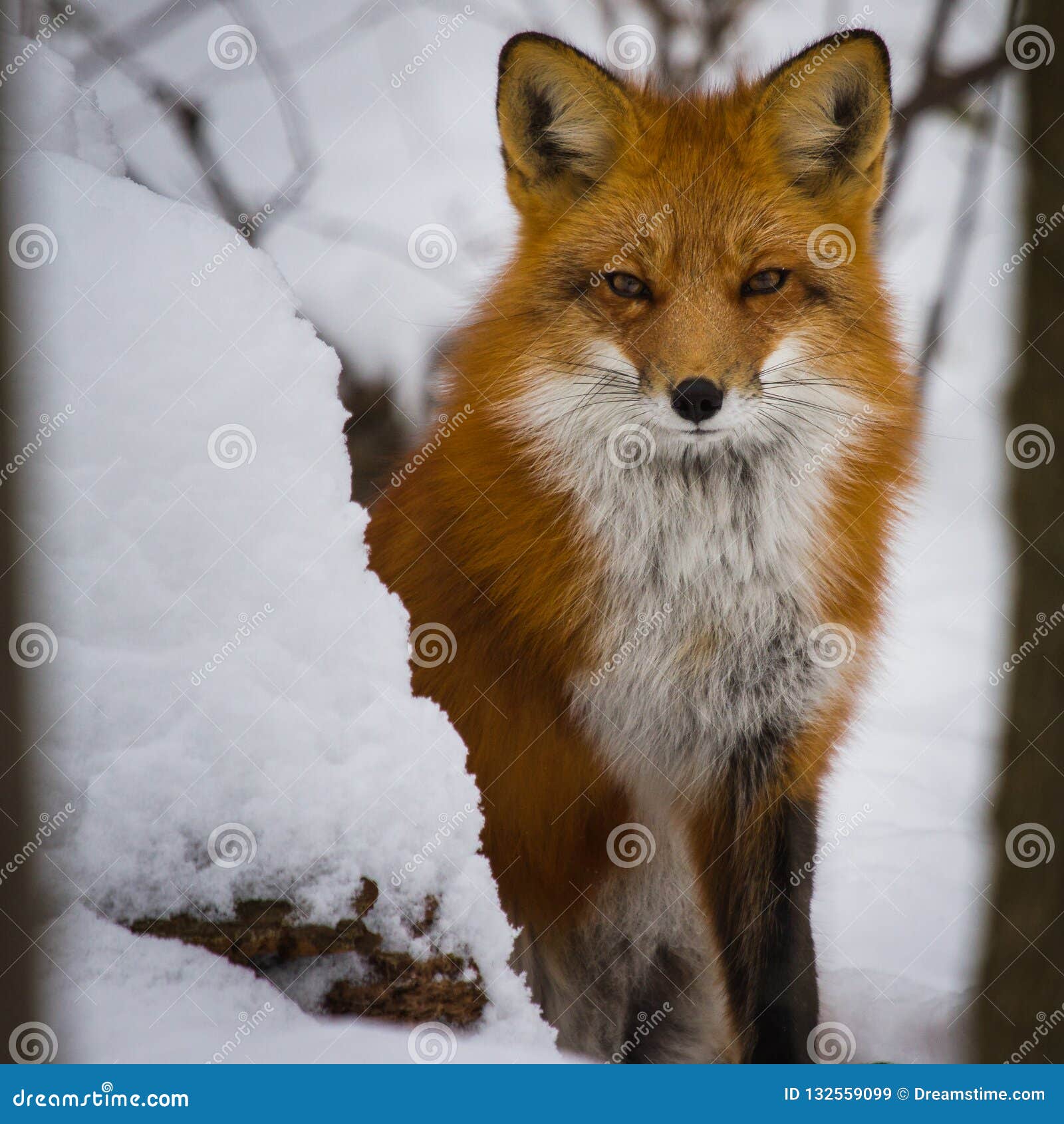 Curious Fox Coming Out of Hiding Stock Image Image of furry, visit