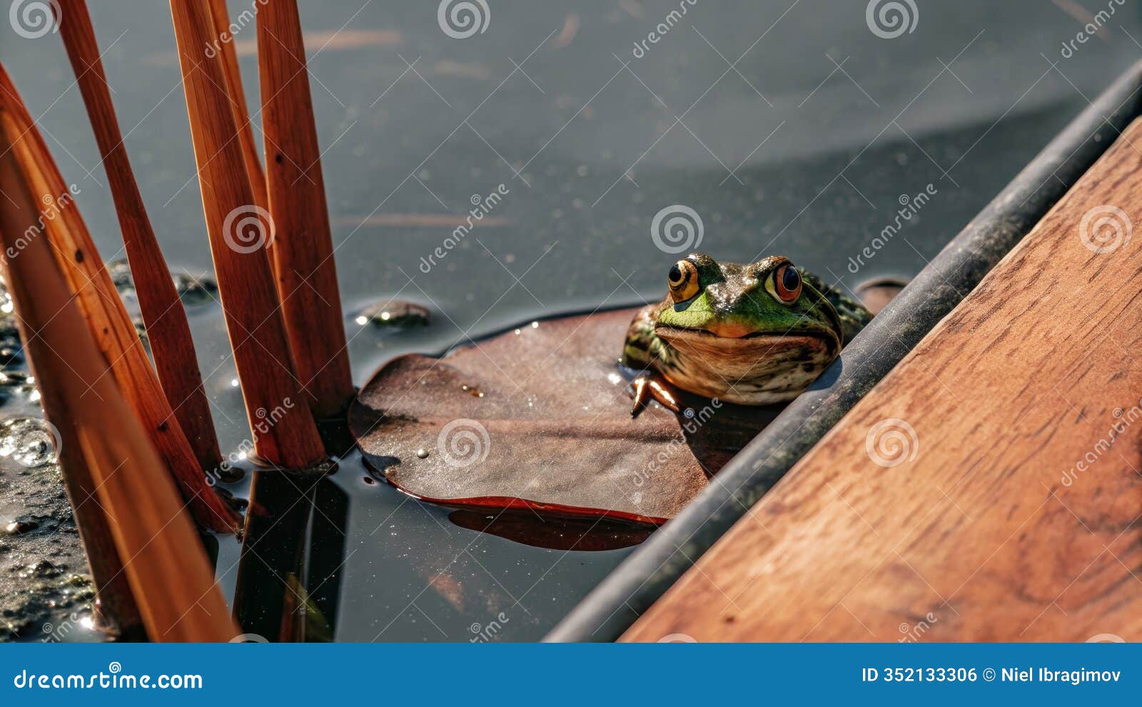 curious frog on lilypad by lake's edge amidst reeds