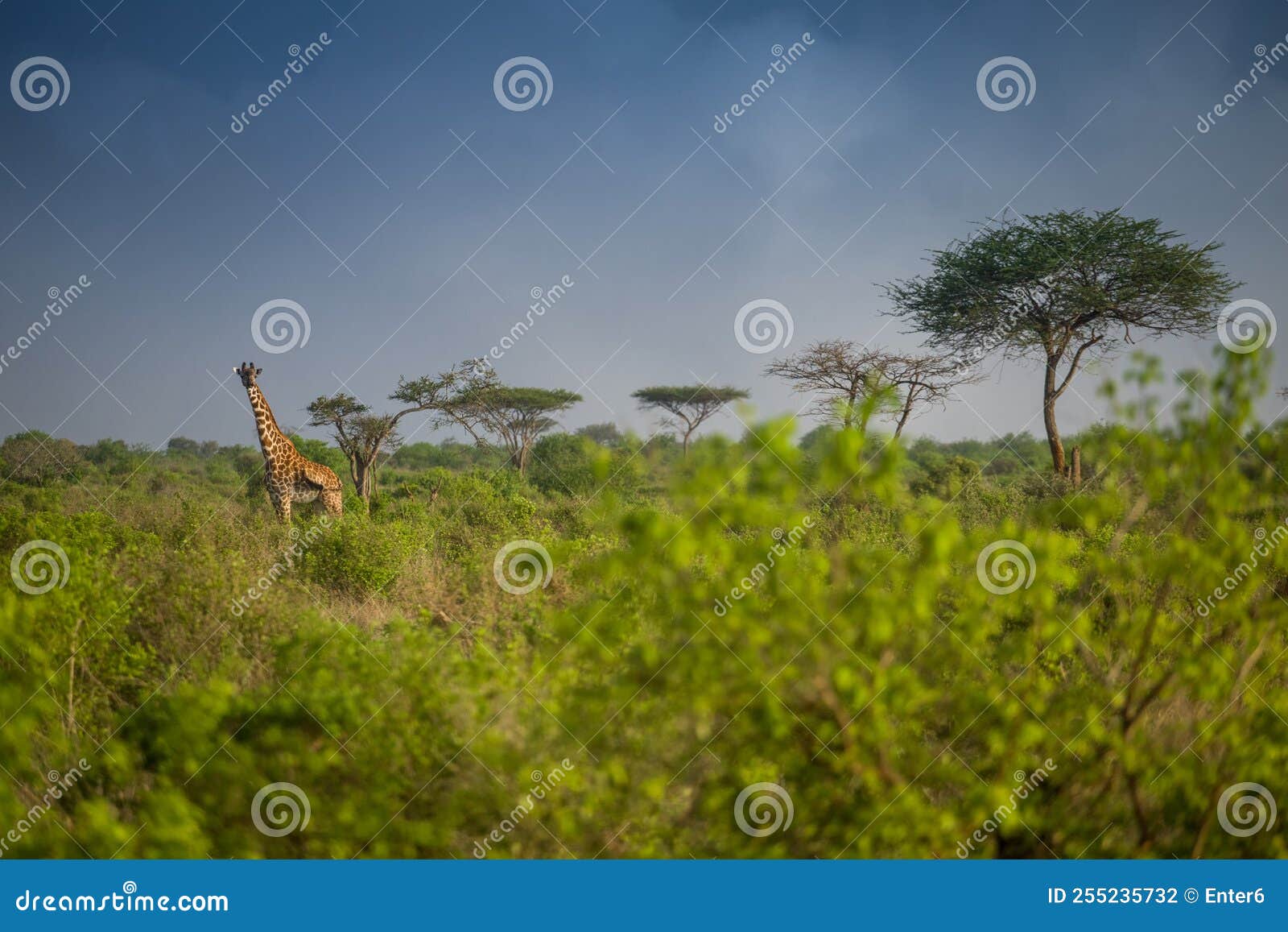 curious giraffe surrounded by accacia trees