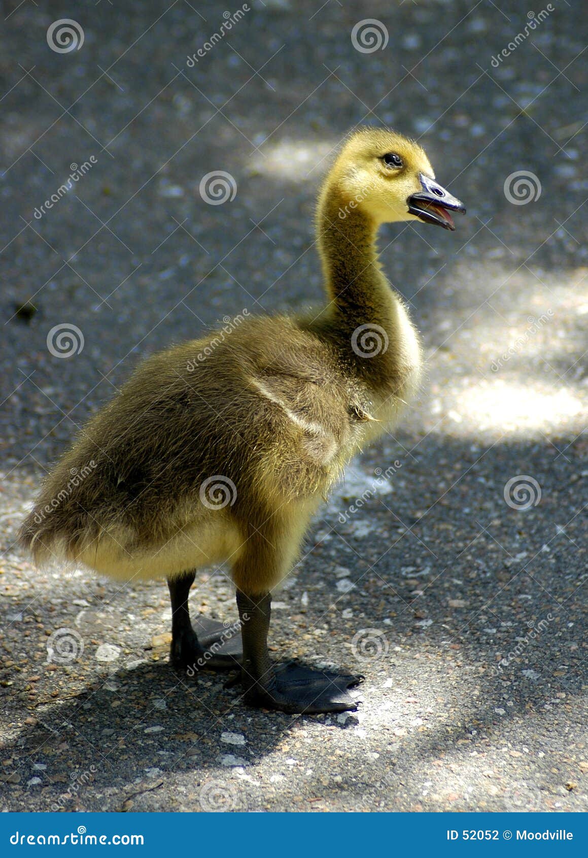 curious gosling