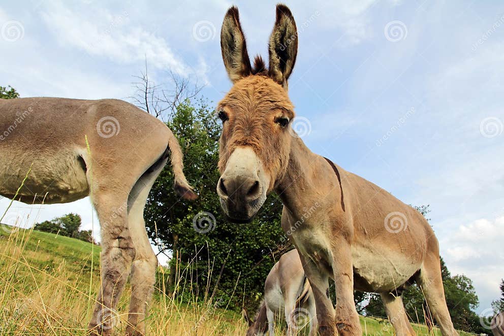 A Curious Handsome Young Donkey Stock Photo - Image of asinus, curious ...