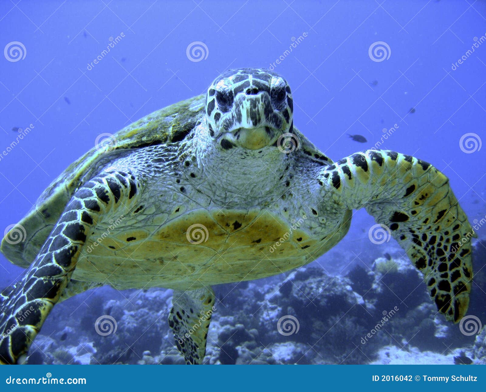 curious hawksbill sea turtle (endangered)
