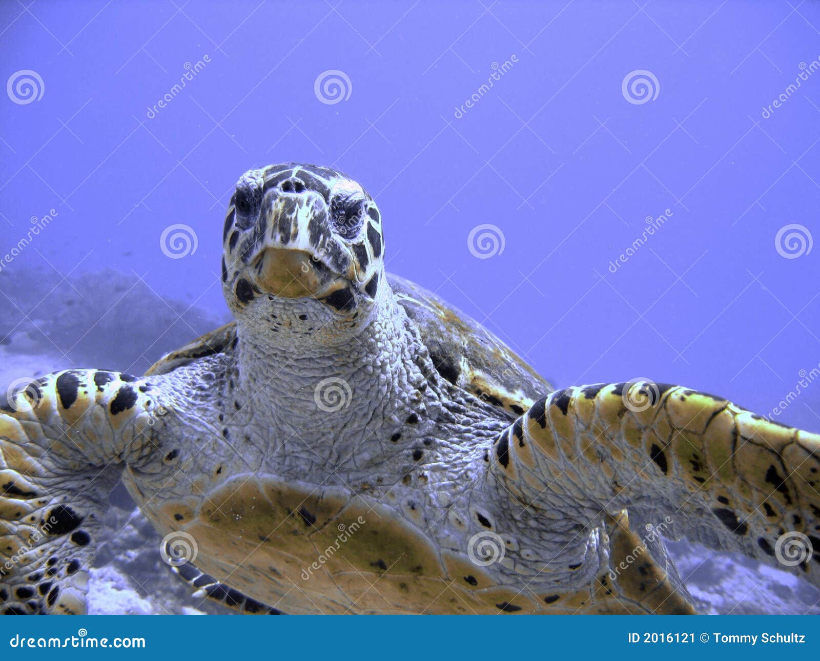 curious-hawksbill-sea-turtle-endangered-stock-image-image-of