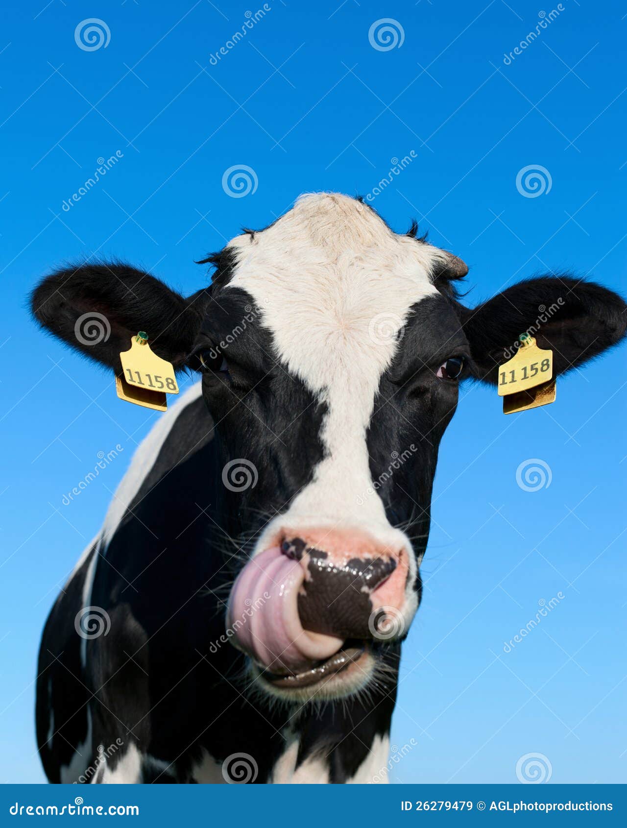 curious holstein cow