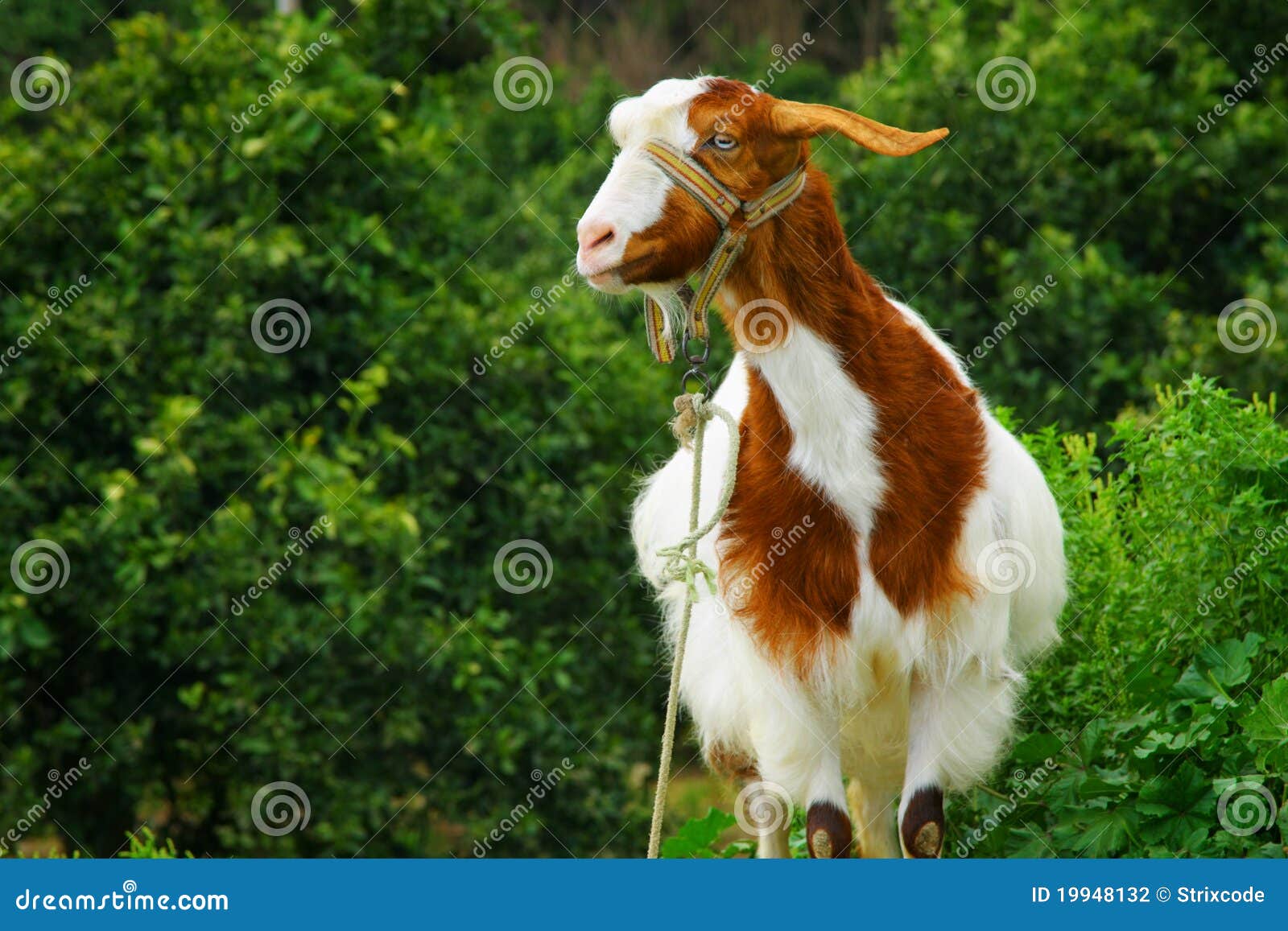 Curious hornless goat stock photo. Image of ginger, rope 19948132