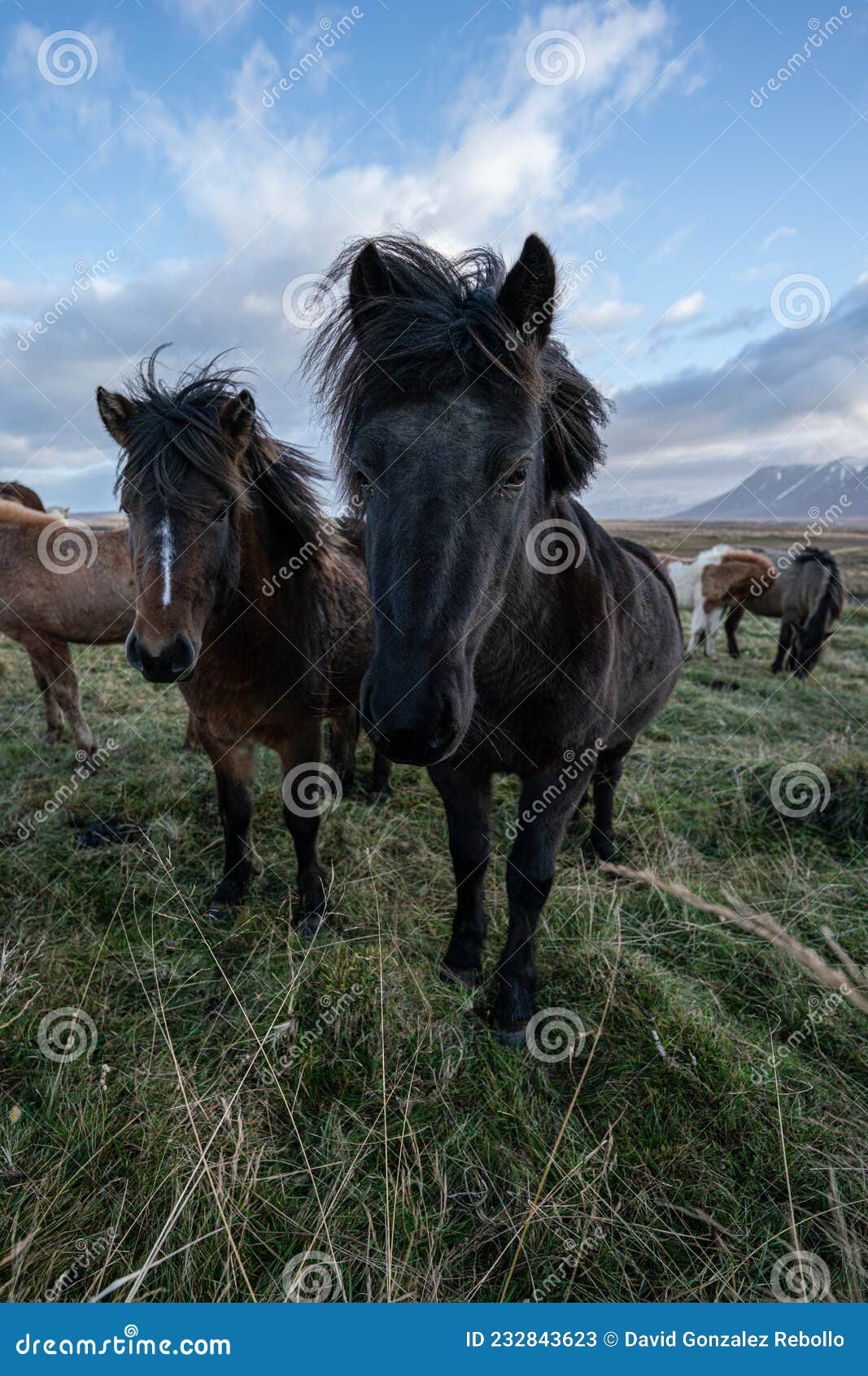 Curious Icelandic Horses Under the Clouds Stock Image Image of line