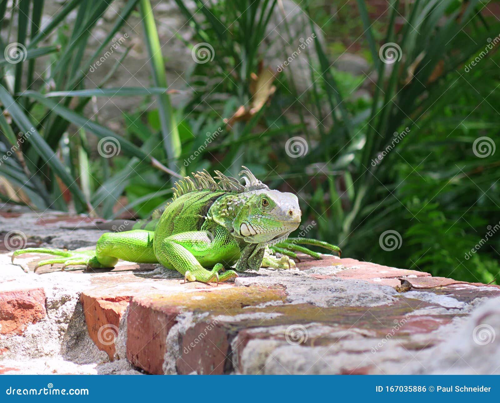A Curious Iguana at Key West 库存照片 图片 包括有 好奇, 生物 167035886