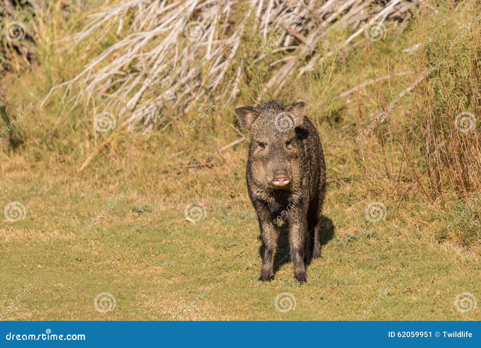 Curious Javelina stock image. Image of wild, peccary 62059951