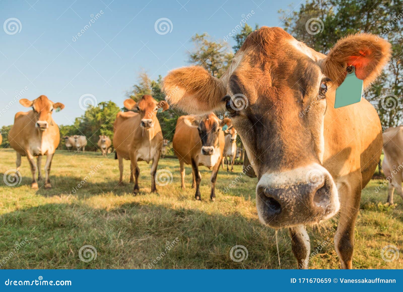 Curious Jersey Cow stock image. Image of farms, milk - 171670659