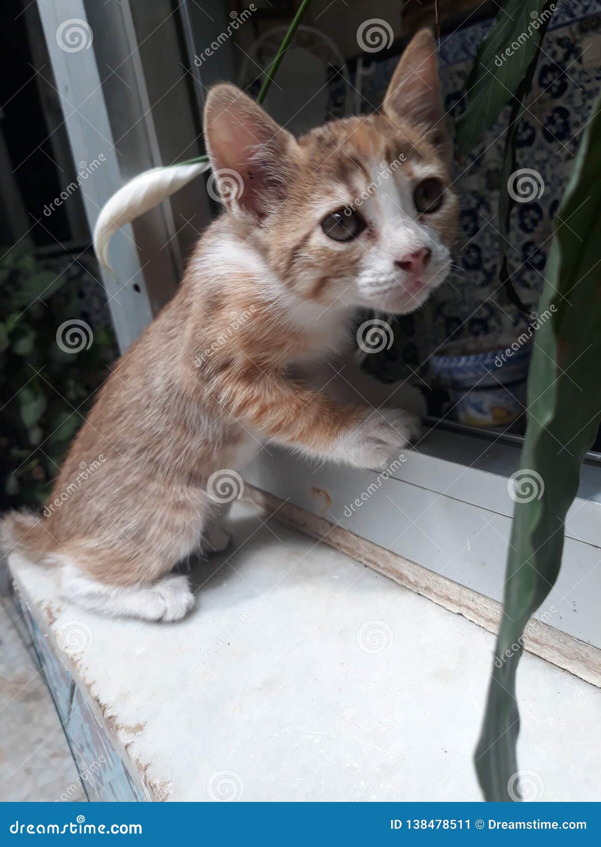 curious kitten looking for something