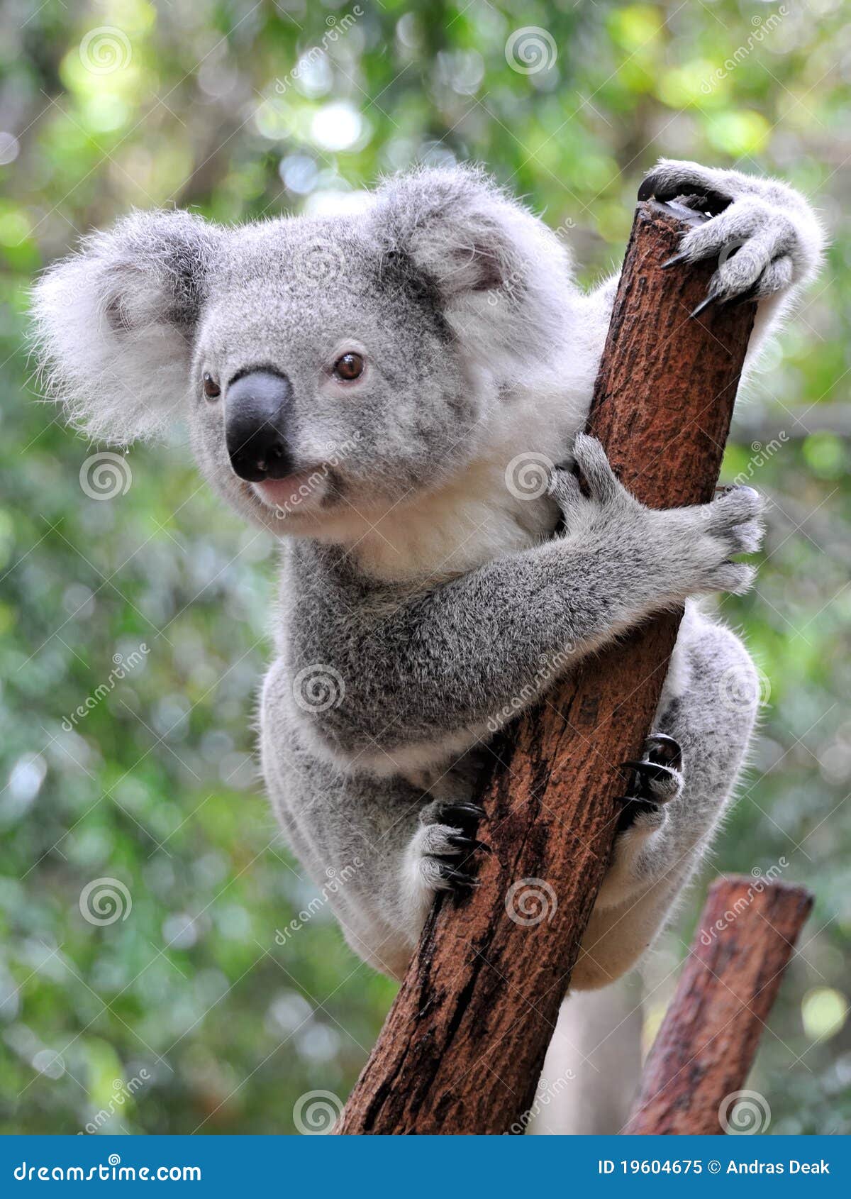 curious koala