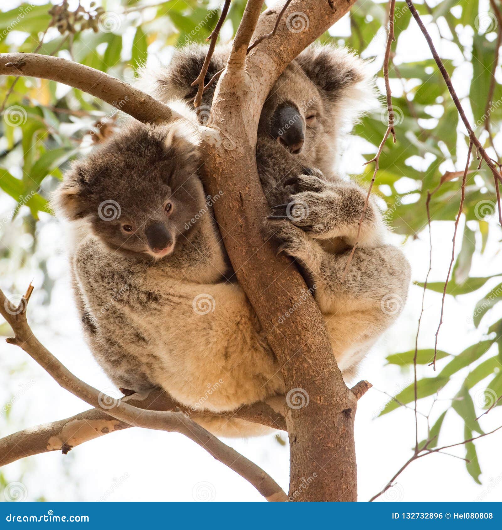 curious koala baby looking out pouch with sleepy mummy, kangaroo island, australia