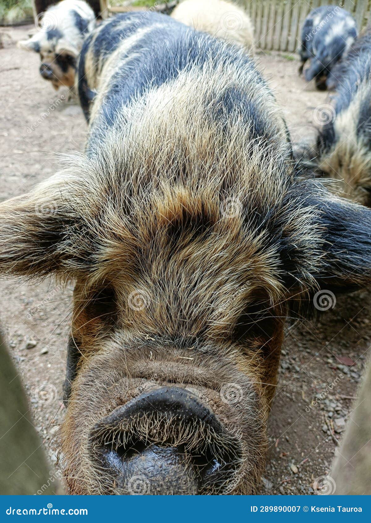 Curious Kunekune Pig At Hamilton Zoo Stock Image Image Of Ears Eyes