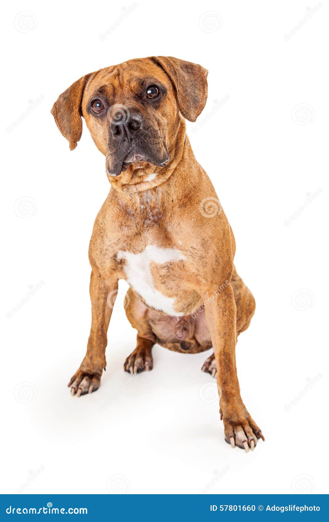 Large Breed Apart Dogs Large Breed Apart Dogs