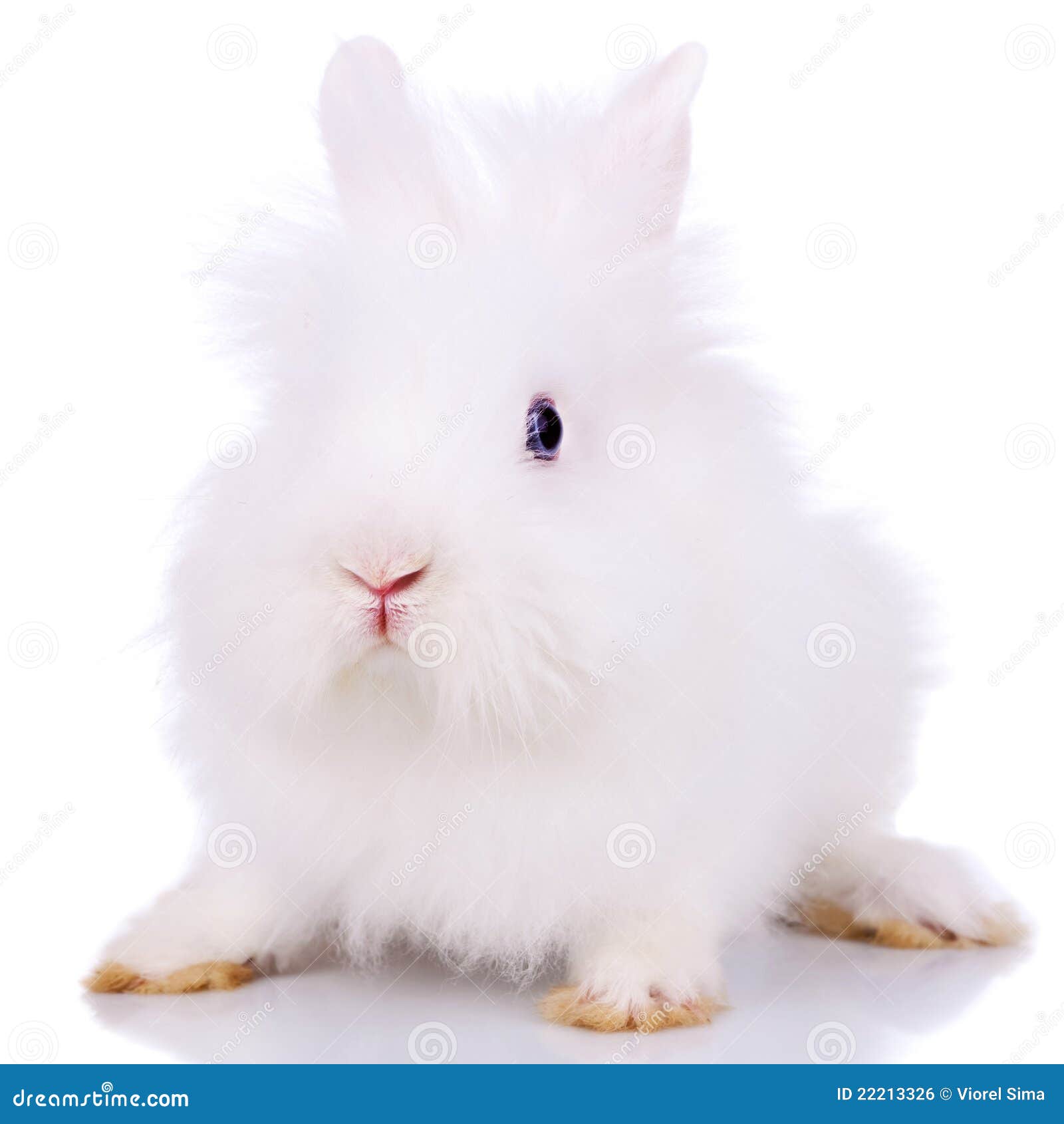 Curious little white bunny stock photo. Image of adorable - 22213326